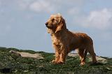 BASSET FAUVE DE BRETAGNE 011